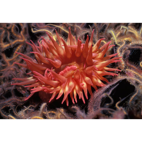 Strawberry Anemone (Urticina lofotensis) Attached to a Mussel and Surrounded by Spiny Brittle Stars, 40 feet, Platform Hondo